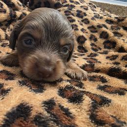 Stella - Chocolate and tan female Dachshund puppy in Los Angeles, California from One Love Doxies