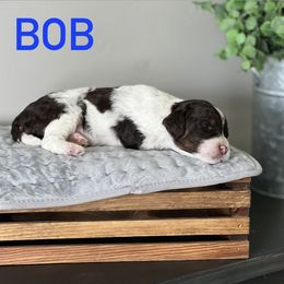 Aussiedoodle Puppies from JK Mini Doodles