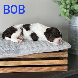Aussiedoodle Puppies from JK Mini Doodles