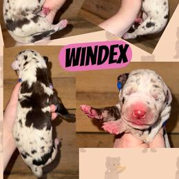 Windex - Chocolate female Great Dane puppy in Wellsville, New York from Prophecy Danes