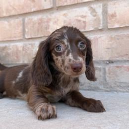 READY NOW - Choc Nonpointed Dapple - Dapple male Dachshund puppy in Horizon City, Texas from Willipaws