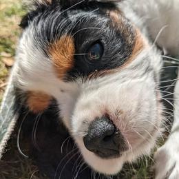 Cavalier King Charles Spaniel Puppies from Erickson Cavaliers