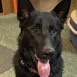 Grizz - German Shepherd