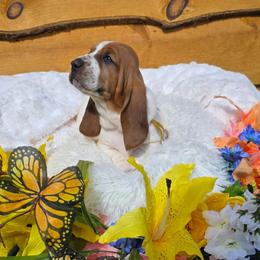 Jellybean - Mahogany and white female Basset Hound puppy in Big Rapids, Michigan from Basket Hound Bassets