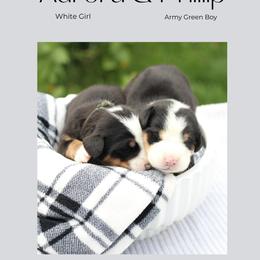 Aurora: White Girl - Black, white and red female Greater Swiss Mountain Dog puppy in Rexburg, Idaho from Silver String Swissies