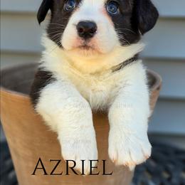 Savage Azriel of Eire - Brindle and white male Cardigan Welsh Corgi puppy in Plymouth, Iowa from Savages Low riders