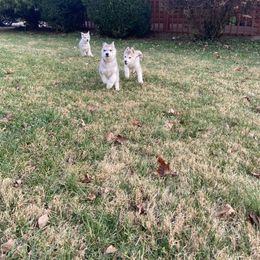 Siberian Husky Puppies from Blood Eagle Kennels