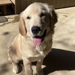 Golden Retrievers from Heartland Goldens