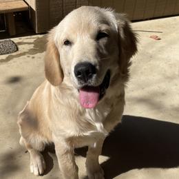 Golden Retrievers from Heartland Goldens