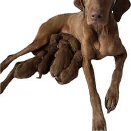 Boy 1 - Golden rust male Vizsla puppy in Lake City, Florida from Countryside Vizsla's