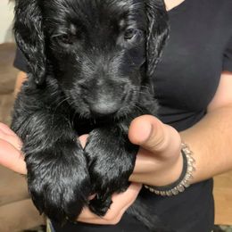 Goldendoodle Puppies from Izzy's Doodles