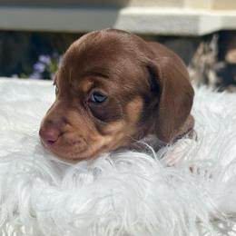 Marley - Chocolate and tan male Dachshund puppy in Menifee, California from Dachshunds in SoCal
