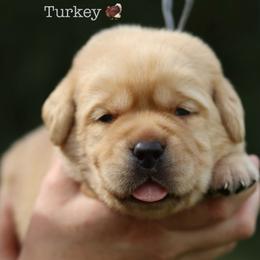 Pick four - Yellow male Labrador Retriever puppy in Williston, Florida from Royal K Labradors