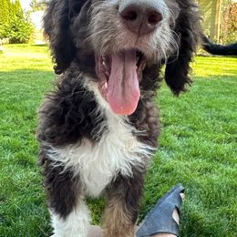 Yellow - Bernedoodle puppy from Sweet Tea Kennels
