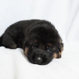 German Shepherd Puppies from Uinta Mountain Shepherds