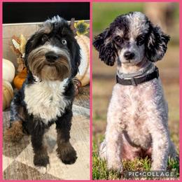 Aussiedoodle puppies from Diamond Z Poodles & Doodles