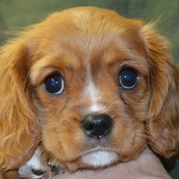 Holly - Blenheim female Cavalier King Charles Spaniel puppy in Townville, South Carolina from Mid Lake Cavaliers