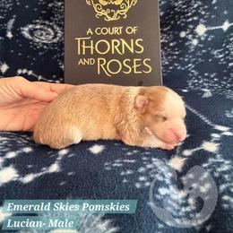 Lucian - Red and white male Pomsky puppy in Sumter, South Carolina from Emerald Skies Pomskies
