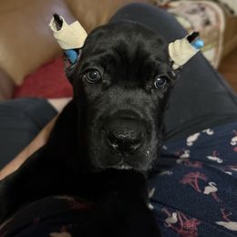 Lime - Black male Cane Corso puppy in Paris, Texas from Knucklehead Cane Corso