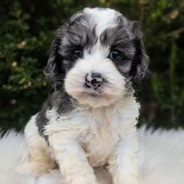 Iris - Merle female Cockapoo puppy in Salt Lake City, Utah from Utah Cocker Spaniels