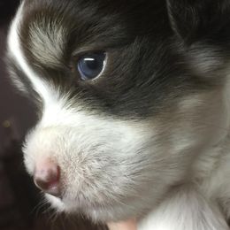 Havanese Puppies from Cloud 9 Havanese