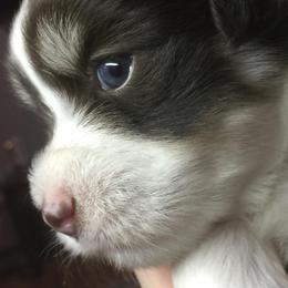 Havanese Puppies from Cloud 9 Havanese