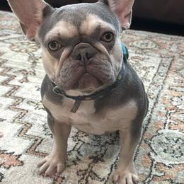 Precious Lailah - French Bulldog