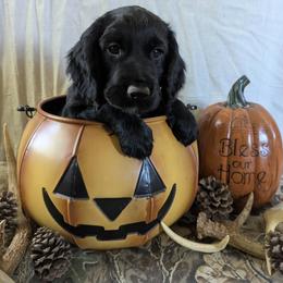 NOT A PET- Working home only - Black male English Cocker Spaniel puppy in Phillips, Nebraska from Fenloch Gundogs