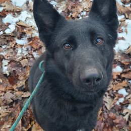 Eclipse - German Shepherd