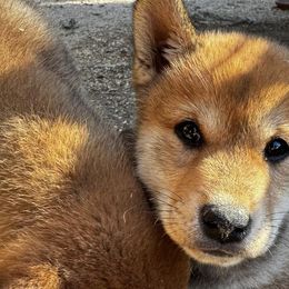Shiba Inu from Little Furry Tails