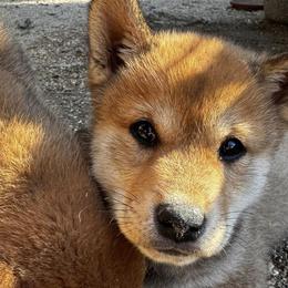 Shiba Inu from Little Furry Tails