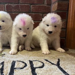 Samoyed Puppies from Sweet T's