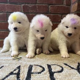 Samoyed Puppies from Sweet T's