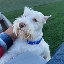 Moonshine - Miniature Schnauzer