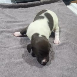 Girl 1-Hook - White and liver female German Shorthaired Pointer puppy in Osceola, Missouri from Bird Dog Ranch