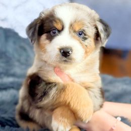 Cobalt - Blue merle male Miniature Australian Shepherd puppy in Dallas, Waco, And Tyler, Texas from Beulah Aussie Farms Texas