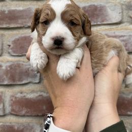 Blenheim Girl - Blenheim female Cavapoo puppy in Redding, California from Lipscomb Doodles