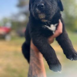 Girl 1 - female Golden Mountain Dog puppy in Montrose, Michigan from Spraggins Sweet Acres
