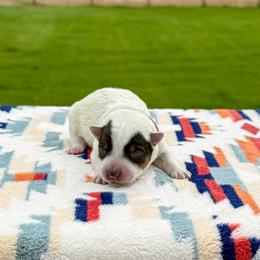 Maroon - Blue speckled female Australian Cattle Dog puppy in Spokane, Washington from 4D Cattle Dogs