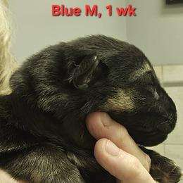 Boy 1 - male German Shepherd puppy in Rome, Georgia from Patriot Shepherds