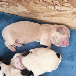 Cream male - Cream male Dachshund puppy in Madison, Wisconsin from SK Miniature   Dachshunds