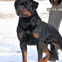NEW YORKER - Rottweiler