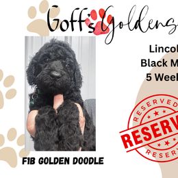 Lincoln - Black male Goldendoodle puppy in Falls City, Nebraska from Goff’s Goldens
