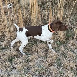 Milo - German Shorthaired Pointer