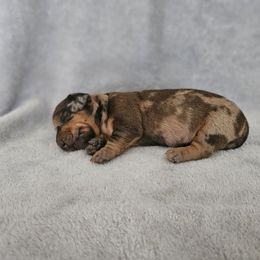 Izzy - Dapple female Dachshund puppy in Florence, Arizona from Doxie Town Az