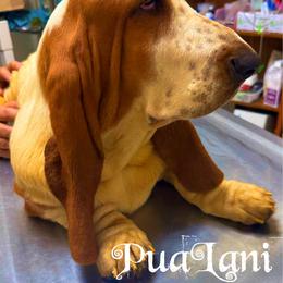 PuaLani - Lemon and white female Basset Hound puppy in Honolulu, Hawaii from Sun’Hawaii Basset Hound