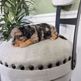 Sophie - Merle female Bernedoodle puppy in Holtwood, Pennsylvania from Country Ridge Puppies