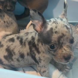 Mr spot charting 3-4lb 5500 maroon eyes - Merle male Chihuahua puppy in Las Vegas, Nevada from Quality Poms Chihuahua Yorkies of Las vegas