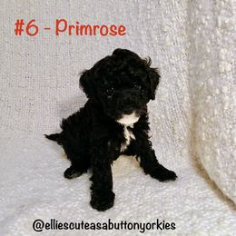 Primrose - Black and white female Bernedoodle puppy in New Holland, Pennsylvania from Ellie's Cute as a Button Yorkies