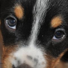 Entlebucher Mountain Dogs from Bar TT Ranch Entlebuchers